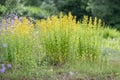 Hairy St Johnâs-wort Hypericum hirsutum, flowering plants natural habitat